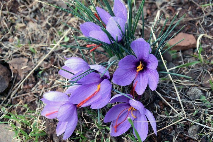Barış Saylak; “Muğla endemik bitki zengini” G5