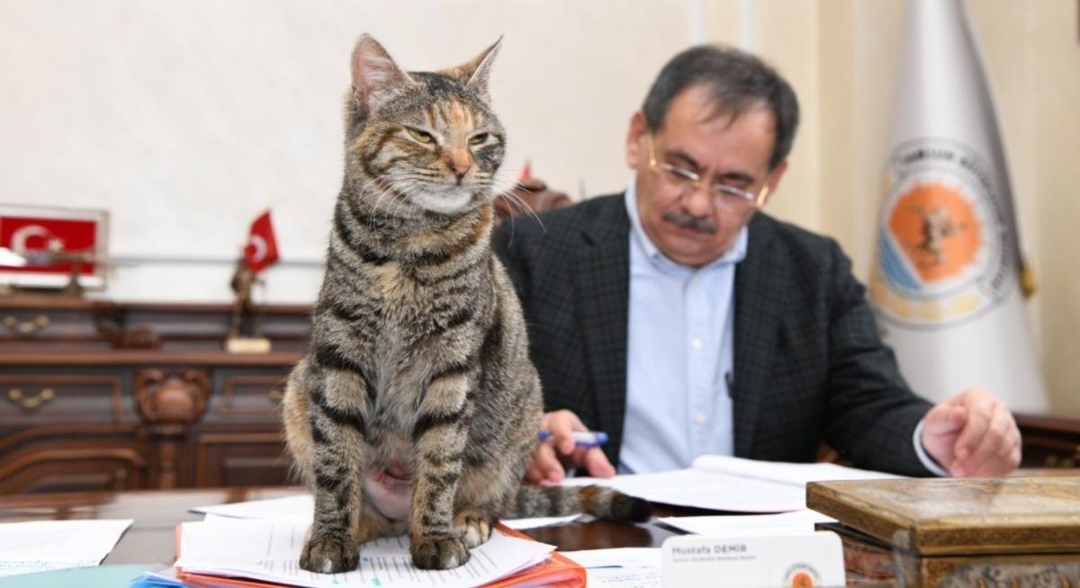 Makamda bir kedi: &rsquo;Mayıs&rsquo;