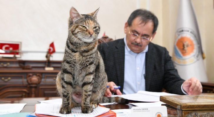 Makamda bir kedi: ’Mayıs’ G1
