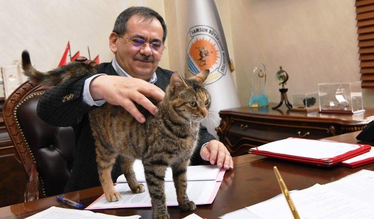 Makamda bir kedi: ’Mayıs’ G3