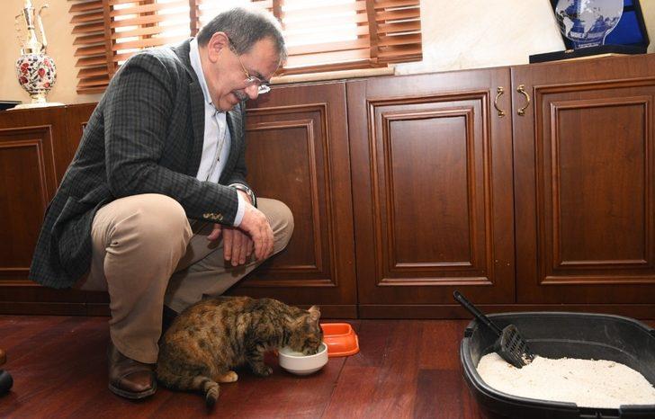 Makamda bir kedi: ’Mayıs’ G4