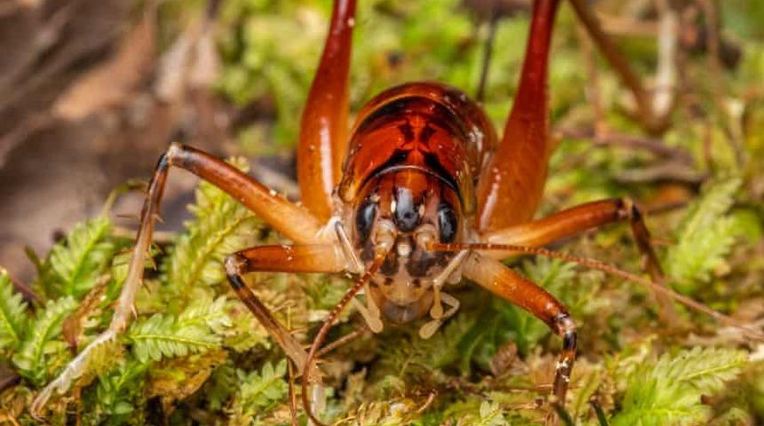 Yeni bir böcek türüne Başbakan Ardern'in adı verildi
