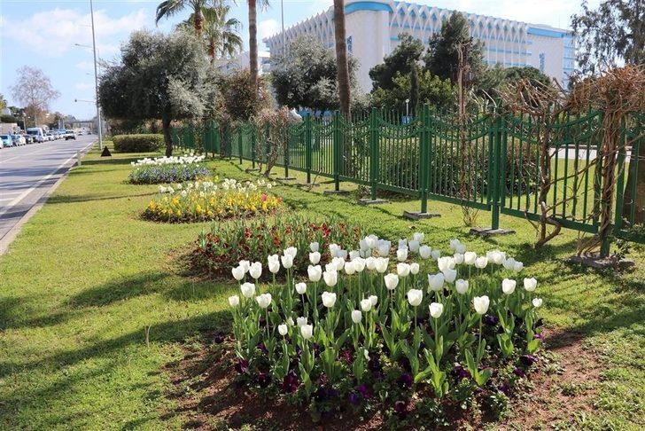 Alanya’da baharın müjdecisi çiçekler açtı G3