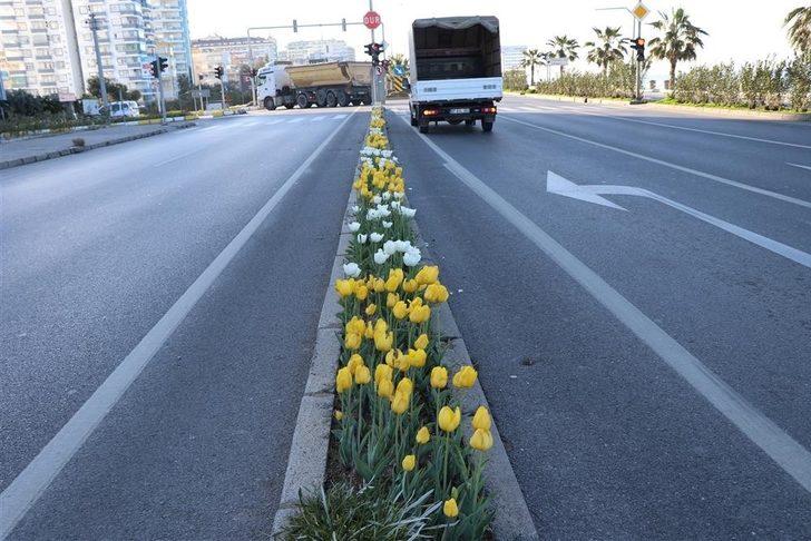 Alanya’da baharın müjdecisi çiçekler açtı G4