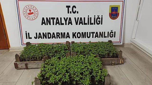 Bakla tarlasında bin 569 kök kenevir ele geçirildi