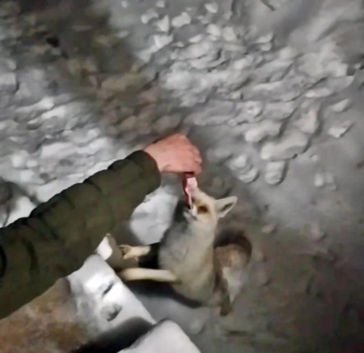 Y&uuml;ksekova&rsquo;da a&ccedil; kalan tilkiyi lavaş ekmek ve etle besledi