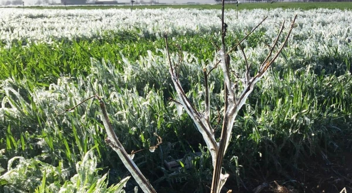 Şanlıurfa&rsquo;da ekinler dondu