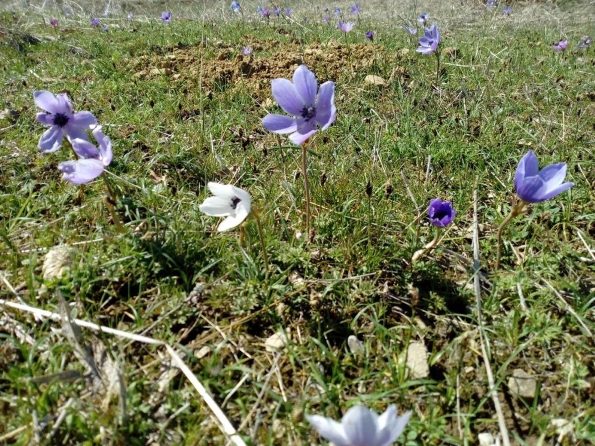 D&uuml;n karın yağdığı Kulp&rsquo;ta dağ laleleri &ccedil;i&ccedil;ek a&ccedil;tı