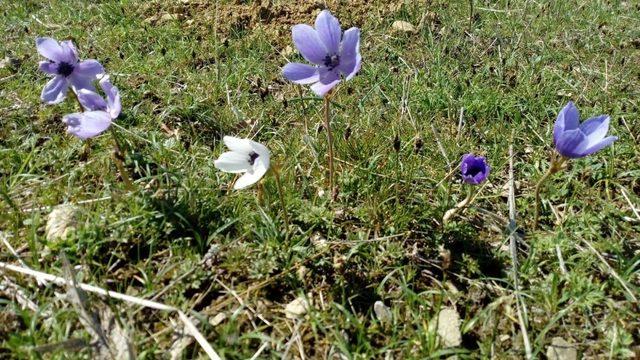 Dün karın yağdığı Kulp’ta dağ laleleri çiçek açtı