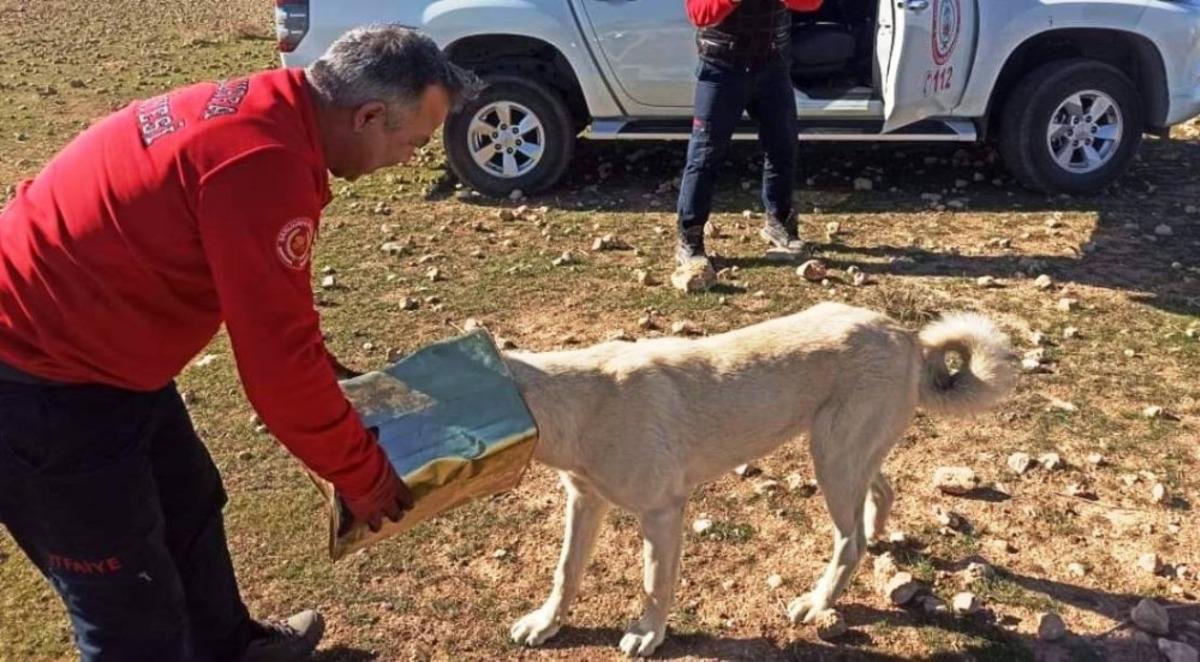 Şanlıurfa&rsquo;da başına teneke sıkışan k&ouml;pek kurtarıldı