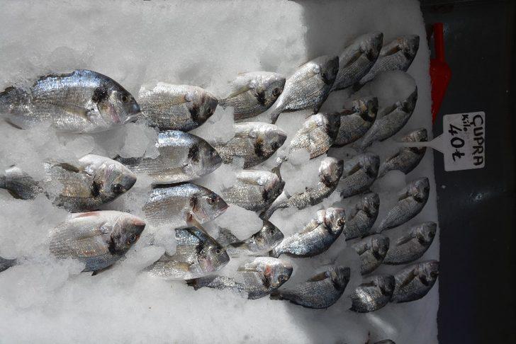 Sinop’ta tezgahlar havuz balıklarına kaldı G3