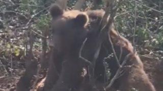 Bursa'da ormanda kapana sıkışan ayıyı jandarma kurtardı