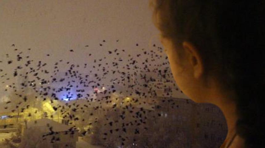 Şehrin üstüne kara bulut gibi çöktüler! Kargalar bu kez de gece ortaya çıktı