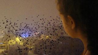 Şehrin üstüne kara bulut gibi çöktüler! Kargalar bu kez de gece ortaya çıktı