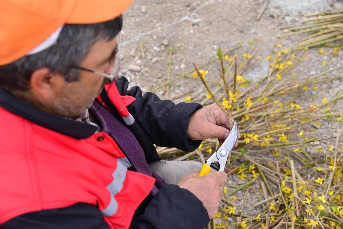Kahramankazan&rsquo;da kurulan termal serada bahar &uuml;retimi başladı