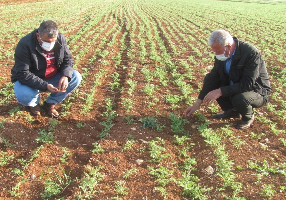 Zirai don ile şiddetli r&uuml;zgar Araban&rsquo;da &ccedil;ift&ccedil;ileri korkuttu