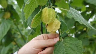 100 gramı 15 liradan satılan altın çilek sağlıklı beslenmek isteyenlerin gözdesi