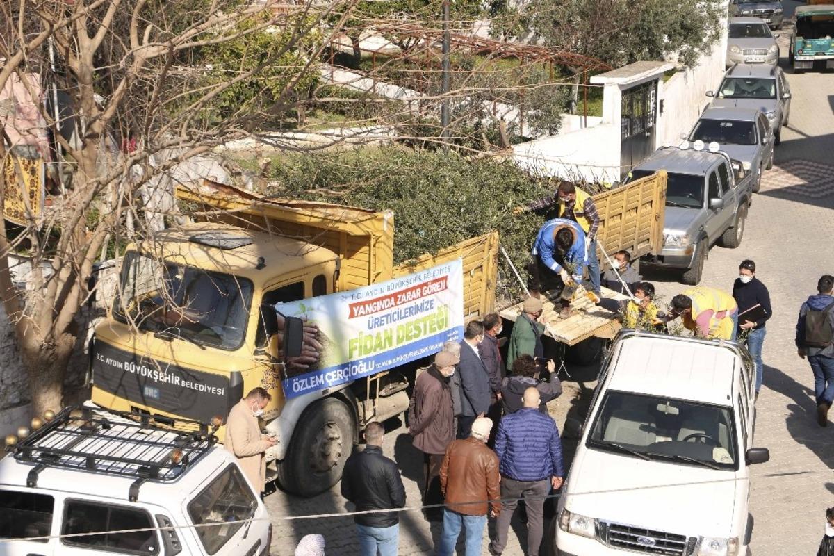 B&uuml;y&uuml;kşehir&rsquo;den binlerce zeytin ve incir ağacı desteği