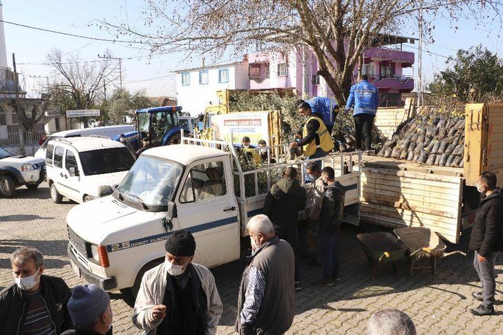 Büyükşehir’den binlerce zeytin ve incir ağacı desteği G2
