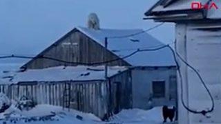 Evin çatısına çıktı! Şaşkına çeviren görüntü