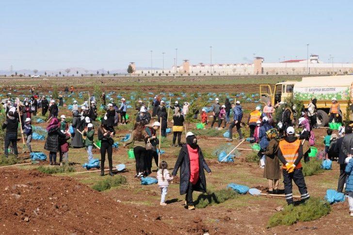 Kayapınar Şehir Ormanına 10 bin fidan dikildi G1