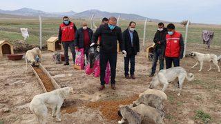 Köpekleriyle köyünden kovulan engelli gence Vali Aydoğdu sahip çıktı