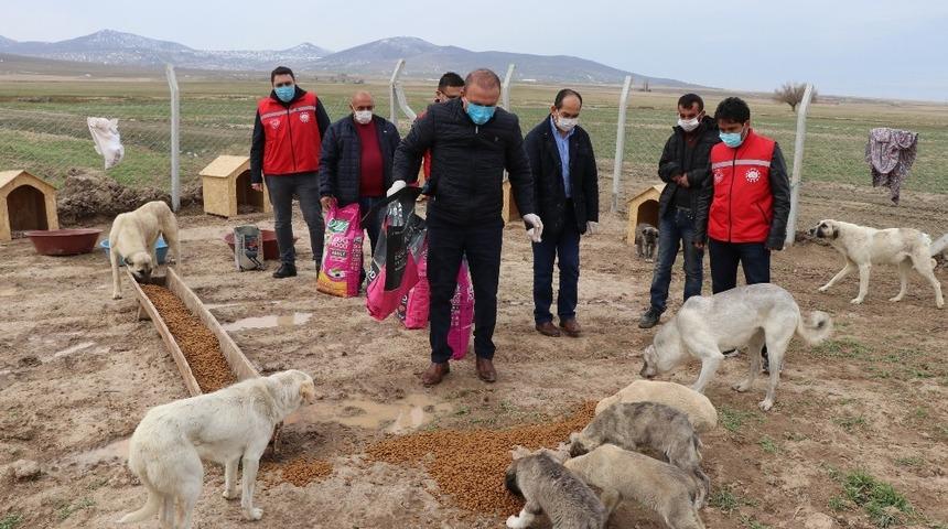 Köpekleriyle köyünden kovulan engelli gence Vali Aydoğdu sahip çıktı