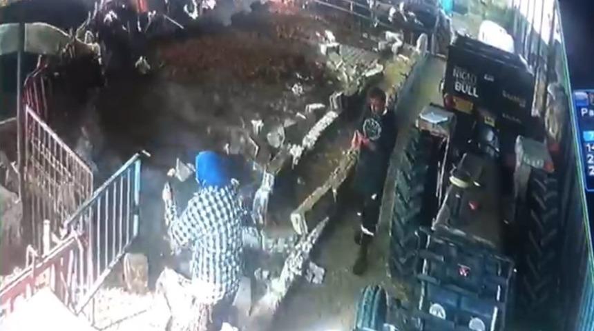 Isparta'da şap aşısı yapacak ekibe tepki gösteren büyükbaş hayvanlar, ahırın demirlerini söktü