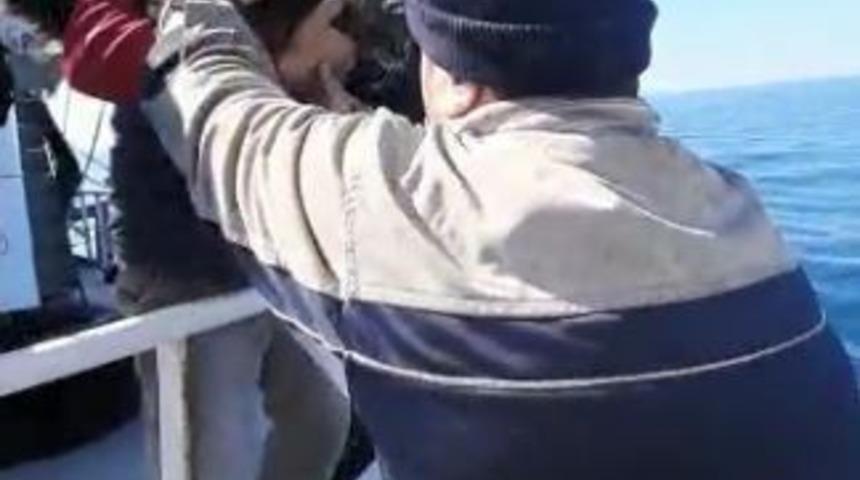 Kaybolup tekneyle kıta değiştiren inatçı kedi bulundu