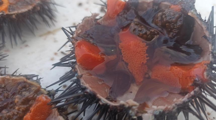 Ayvalık'ın meşhur lezzeti karadiken! Giden yemeden dönmüyor