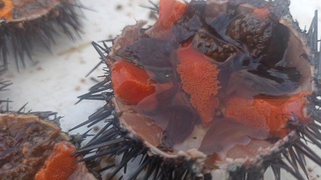 Ayvalık'ın meşhur lezzeti karadiken! Giden yemeden dönmüyor