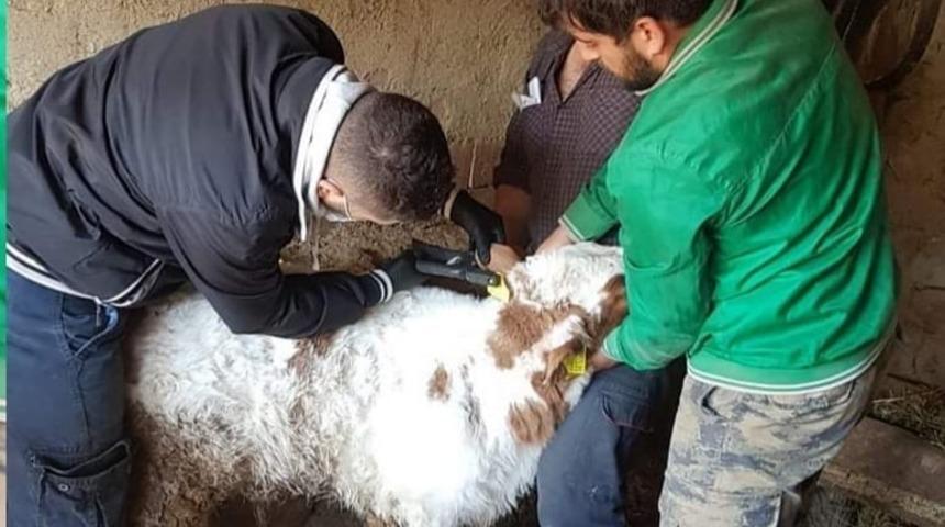 K&ouml;ylerde b&uuml;y&uuml;kbaş hayvanlara aşı &ccedil;alışmaları