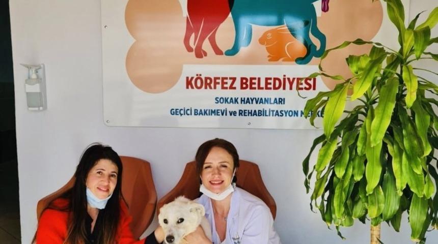 K&ouml;rfez&rsquo;de 55 sokak hayvanı sahiplendirildi