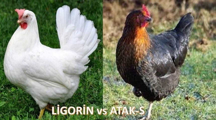 Ziraat Odası yumurta tavuğu dağıtacak