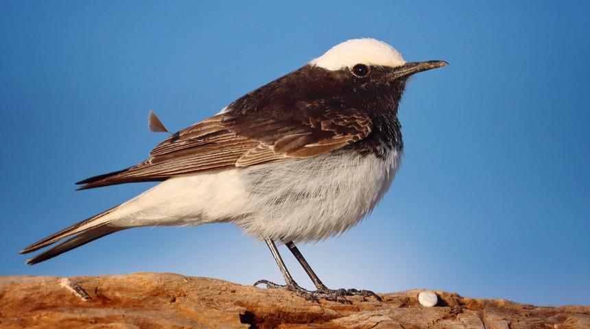 Çok nadir görülüyor! Afrika'da yaşayan 'keşiş kuyrukkakanı' Antalya'da ortaya çıktı 