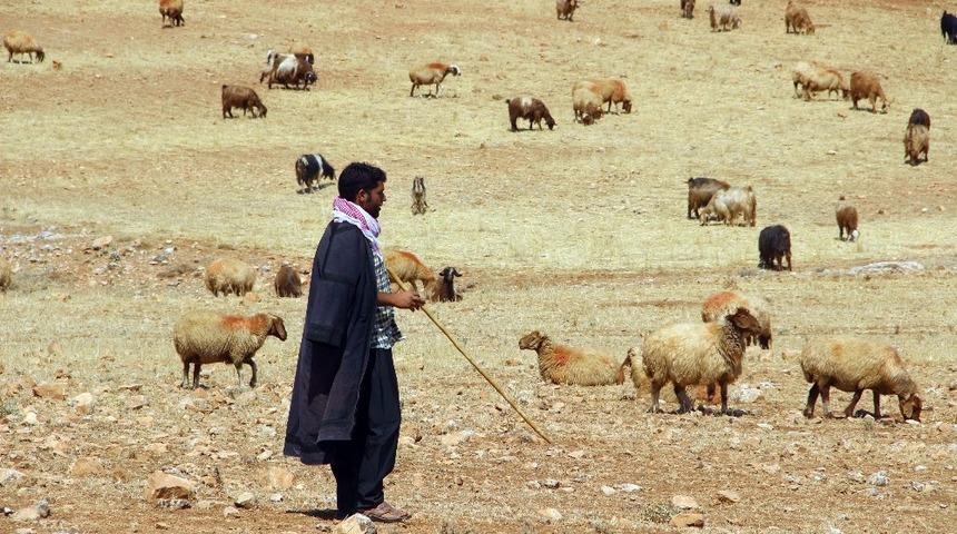 Valilik’ten yayla ve mera kullanımı genelgesi
