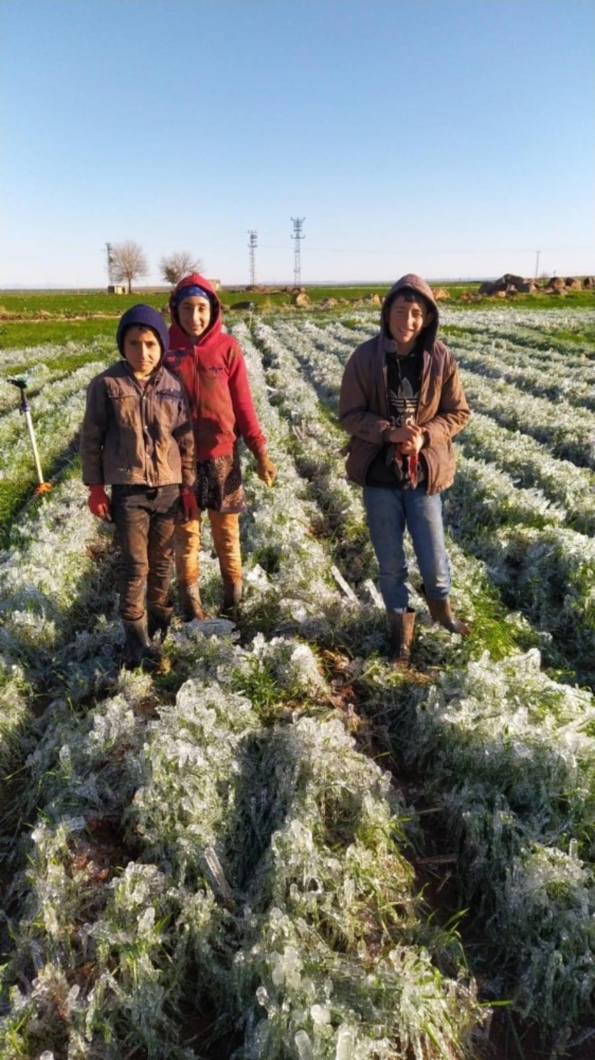 Siverek&rsquo;te ekinler buz tuttu