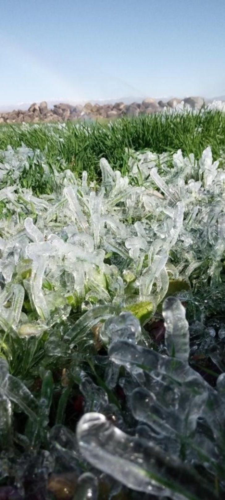 Siverek’te ekinler buz tuttu G2