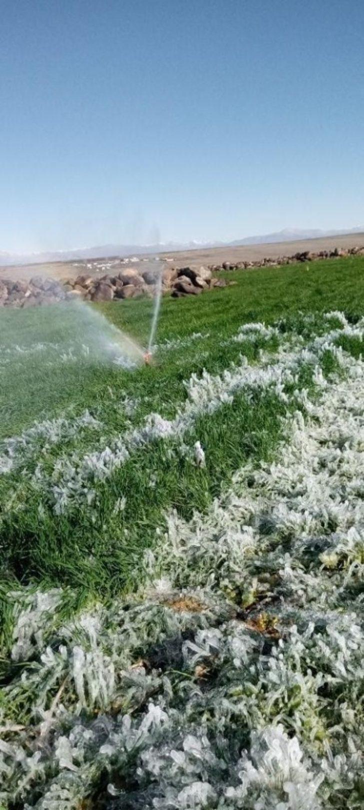 Siverek’te ekinler buz tuttu G3