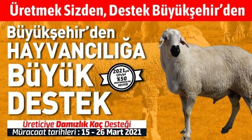 Konya B&uuml;y&uuml;kşehir&rsquo;den hayvancılığa destek