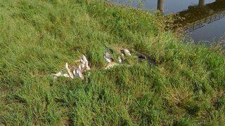 Toplu balık ölümleri harekete geçirdi! Uyarı üstüne uyarı yapılıyor