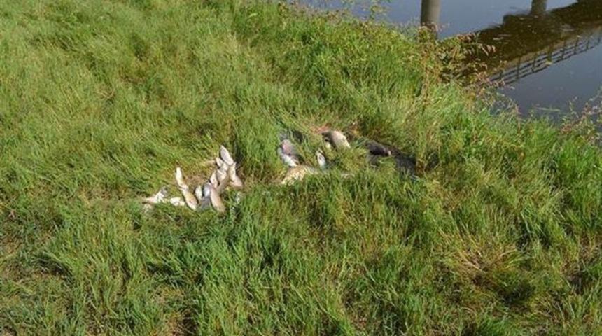 Toplu balık ölümleri harekete geçirdi! Uyarı üstüne uyarı yapılıyor