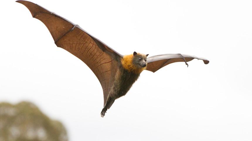 'Mega yarasalar', Avustralya'da hayatı zorlaştırıyor