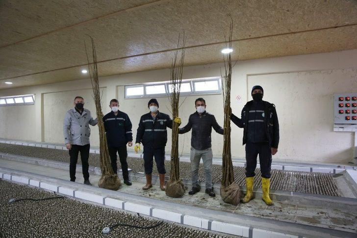 İzmit’te ipek böcekçiliği canlandırılacak G1