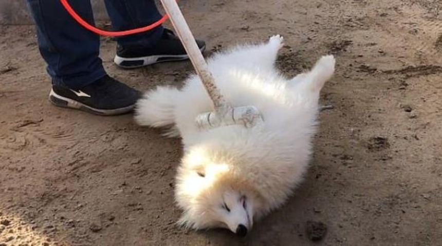 Vahşetin böylesi: Öldürmek için elektrik veriyorlar! Derilerini yüzüp, etlerini satıyorlar