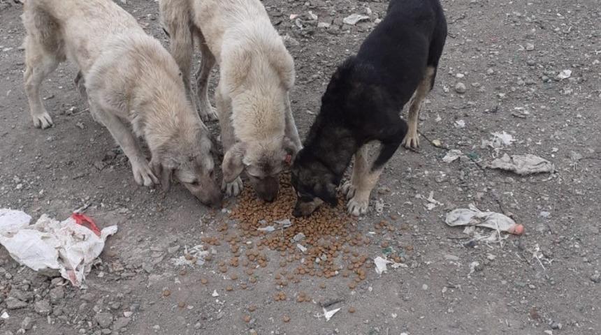 Sokak hayvanlarına mama dağıtımı devam ediyor