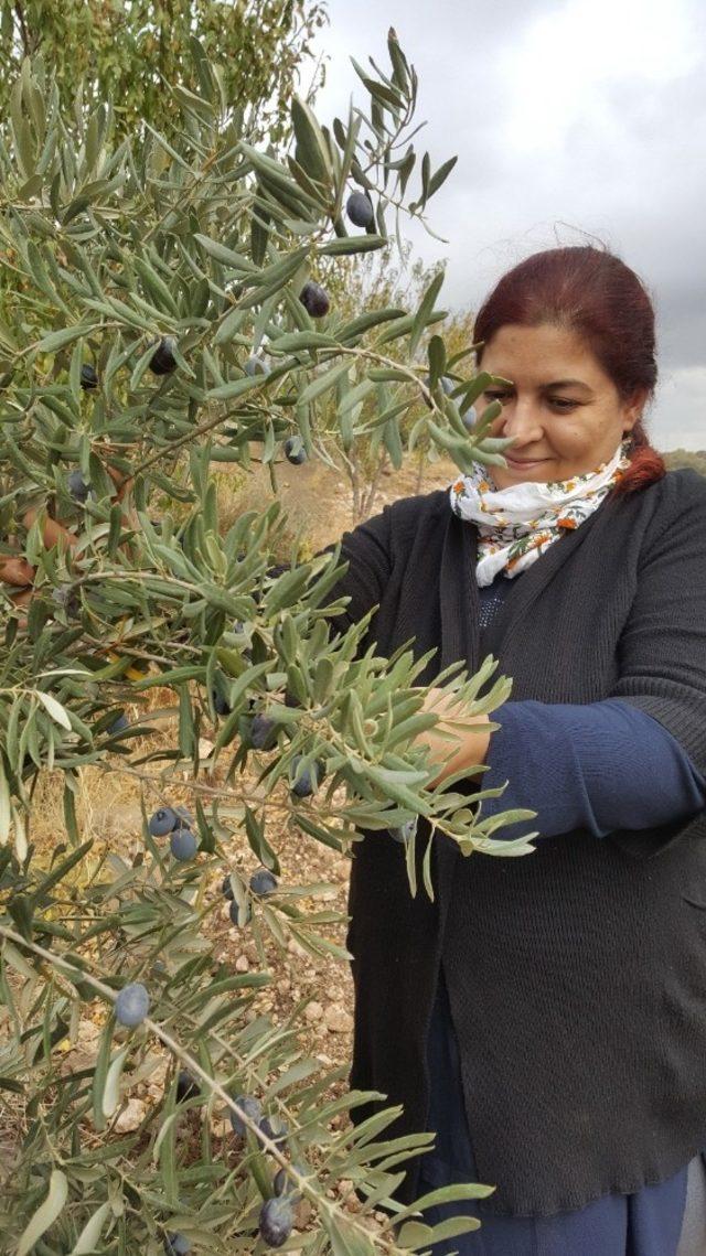 Kilis zeytinyağına İtalya’da altın madalya