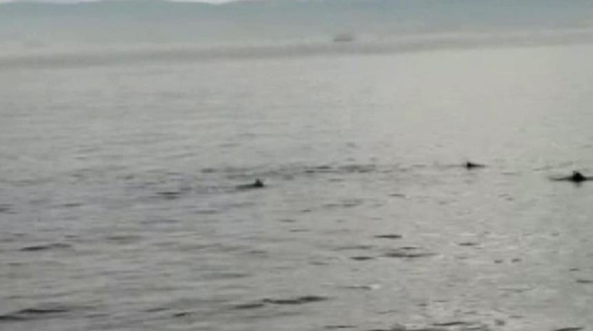 Yunusların denizdeki dansı