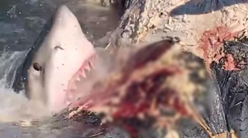 Okyanusun kralı yem oldu! Bulunduğu yere bir yıl bile uğrayamıyor ama leşini affetmedi