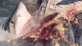 Okyanusun kralı yem oldu! Bulunduğu yere bir yıl bile uğrayamıyor ama leşini affetmedi